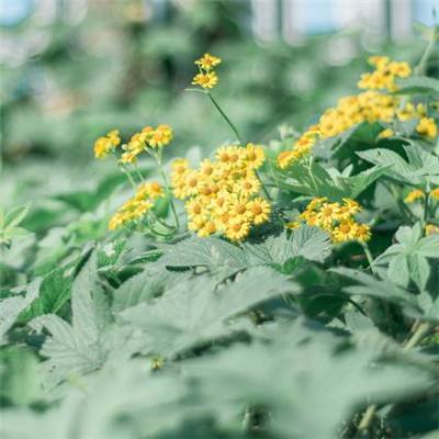 BET9官方APP下载正版app下载