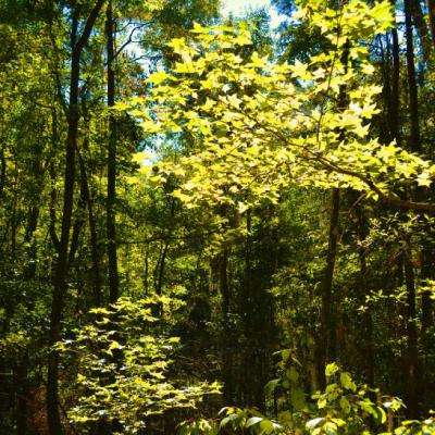 BET365正版唯一官网绿色